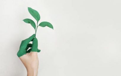 Using Plants for an Art Show